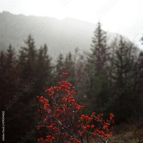 Végétal et ses fruits en Automne sur le plateau du Vercors