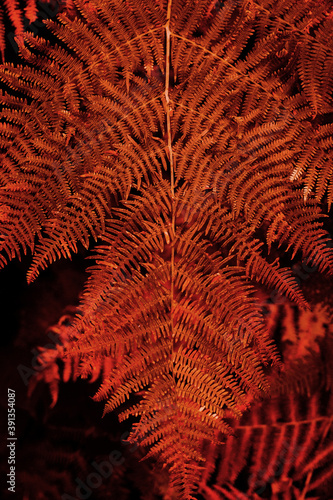 Fern with orange, yellow, and red autumn colors. Fall season nature background.
