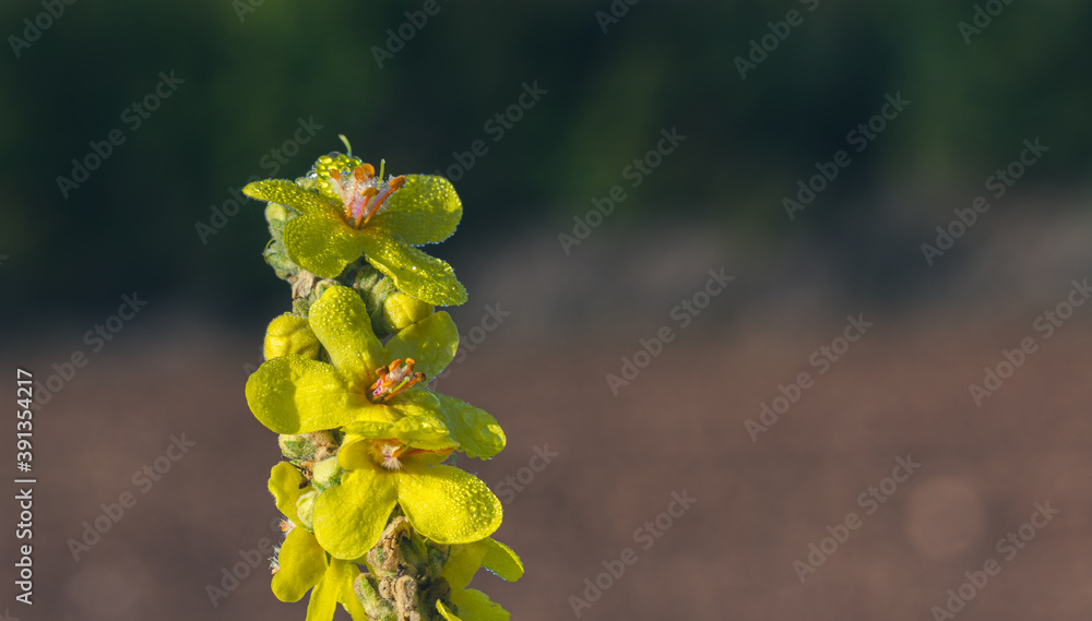 Detail of yellow verbascum flowers with orange stamens covered with dew drops Detail of yellow verbascum flowers with orange stamens covered with dew drops