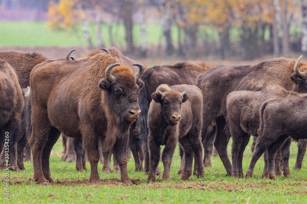 impressive giant wild bison grazing peacefully in the autumn scenery
impressive giant wild bison grazing peacefully in the autumn scenery