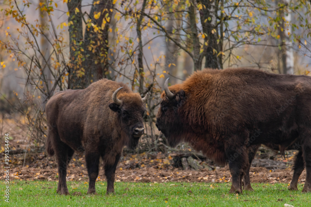 
impressive giant wild bison grazing peacefully in the autumn scenery