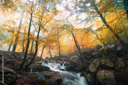 Beautiful autumn landscape with a mountain river in a beech forest. Waterfall flowing in the fall season. Beech trees with yellow, red and orange leaves. Montseny natural park, Barcelona, Catalonia. photo