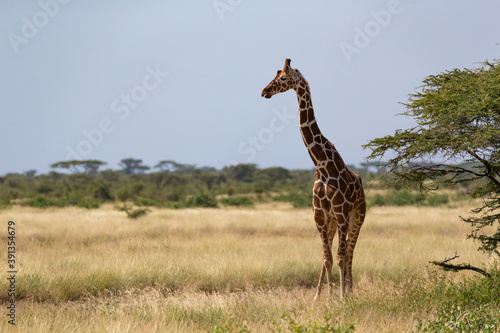 Giraffes in the savannah of Kenya with many trees and bushes in the background photo