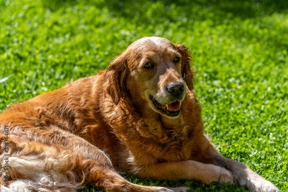 Golden retriever on a garden lawn