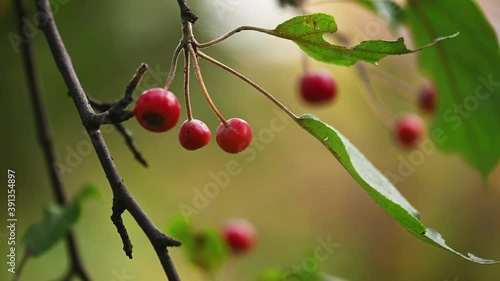Wild apples on the tree