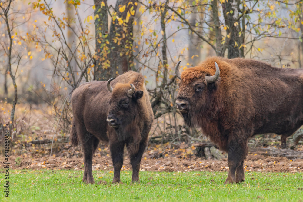 
impressive giant wild bison grazing peacefully in the autumn scenery