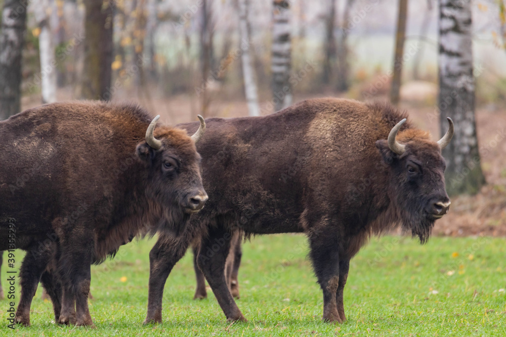 impressive giant wild bison grazing peacefully in the autumn scenery
impressive giant wild bison grazing peacefully in the autumn scenery