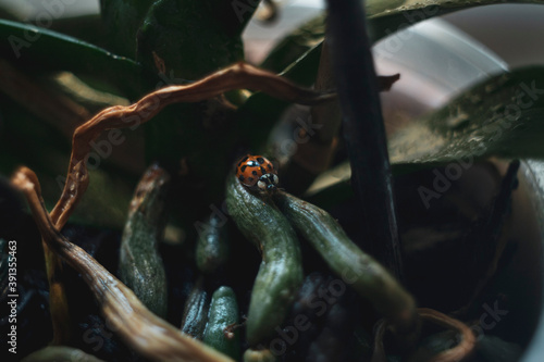 Mariquita  Vaquita de San Antonio  Coccinellidae. Explorando las raices de una orquidea. Fondo de pantalla.  insecto solo 