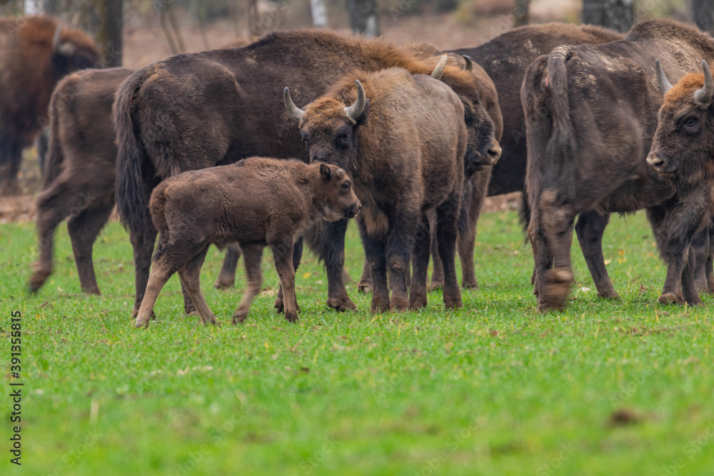 
impressive giant wild bison grazing peacefully in the autumn scenery