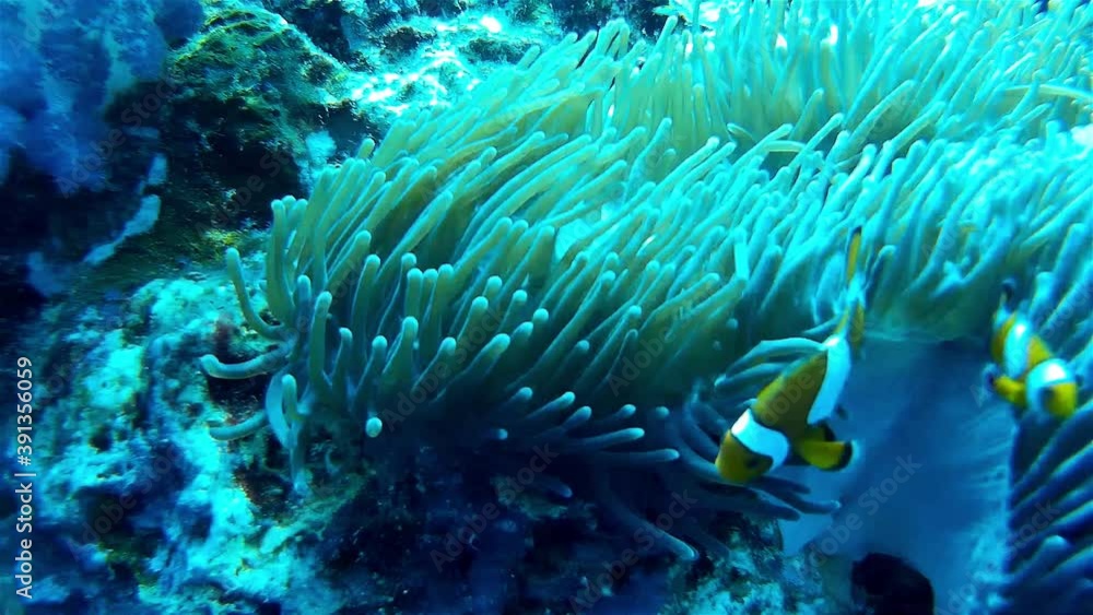 Clownfish around Anemone, Thailand
Close up shot underwater, Thailand
Clownfish around Anemone, Thailand
Close up shot underwater, Thailand