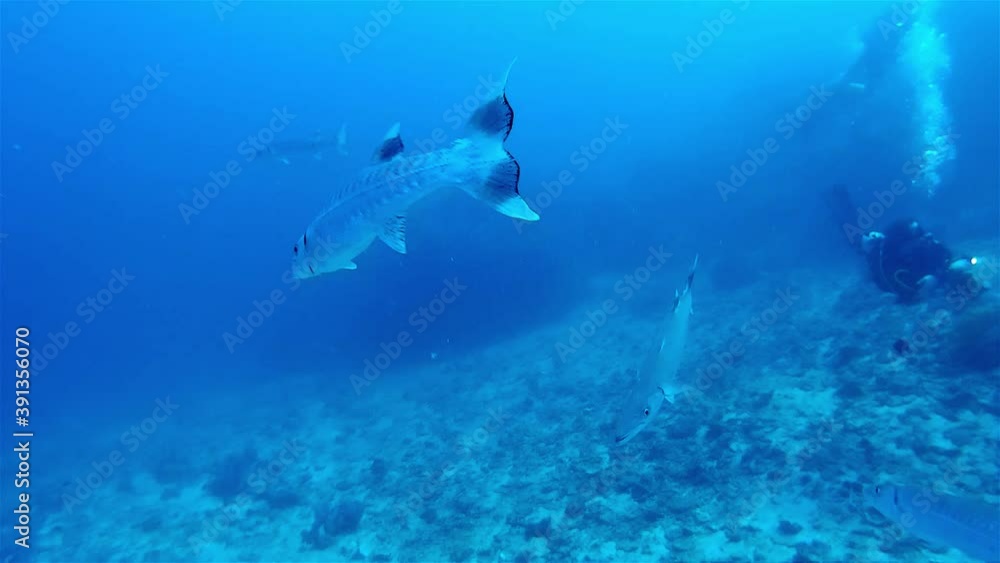 Two Barracuda fish and diver
Underwater shot from Thailand
Two Barracuda fish and diver
Underwater shot from Thailand