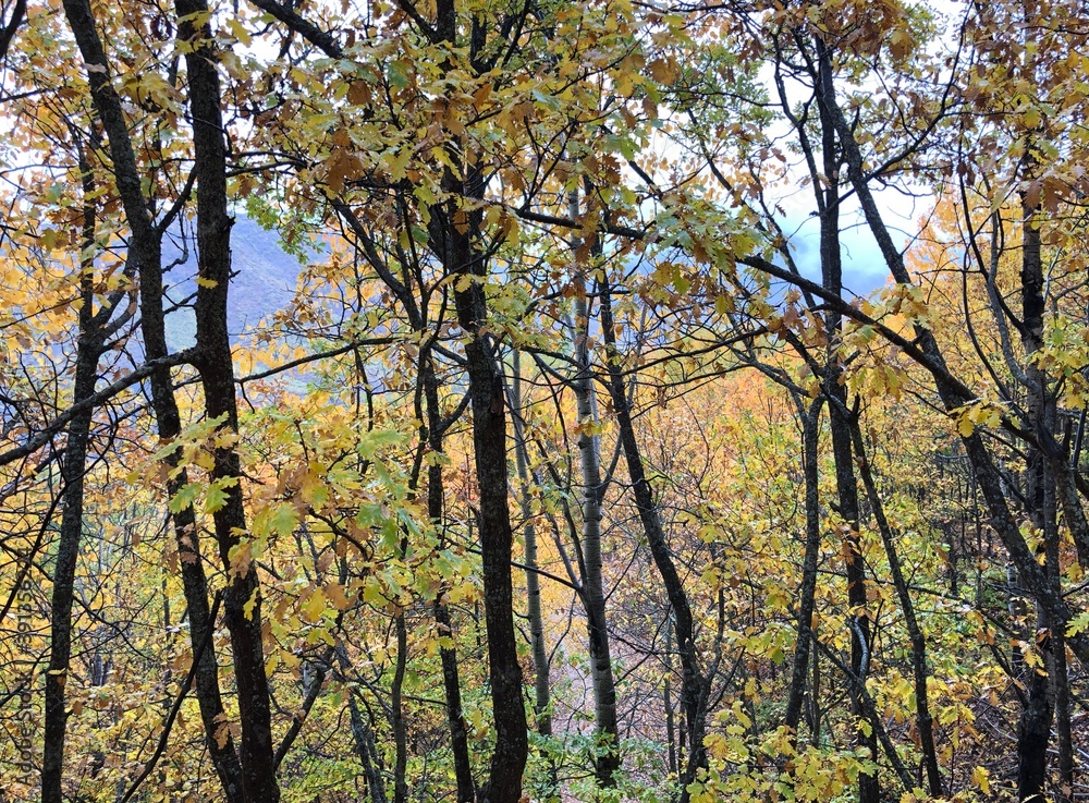 Fototapeta premium forest landscape in autumn