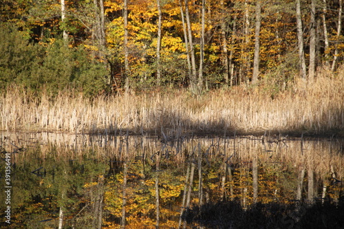 Reflets de la forêt d'automne dans le lac photo