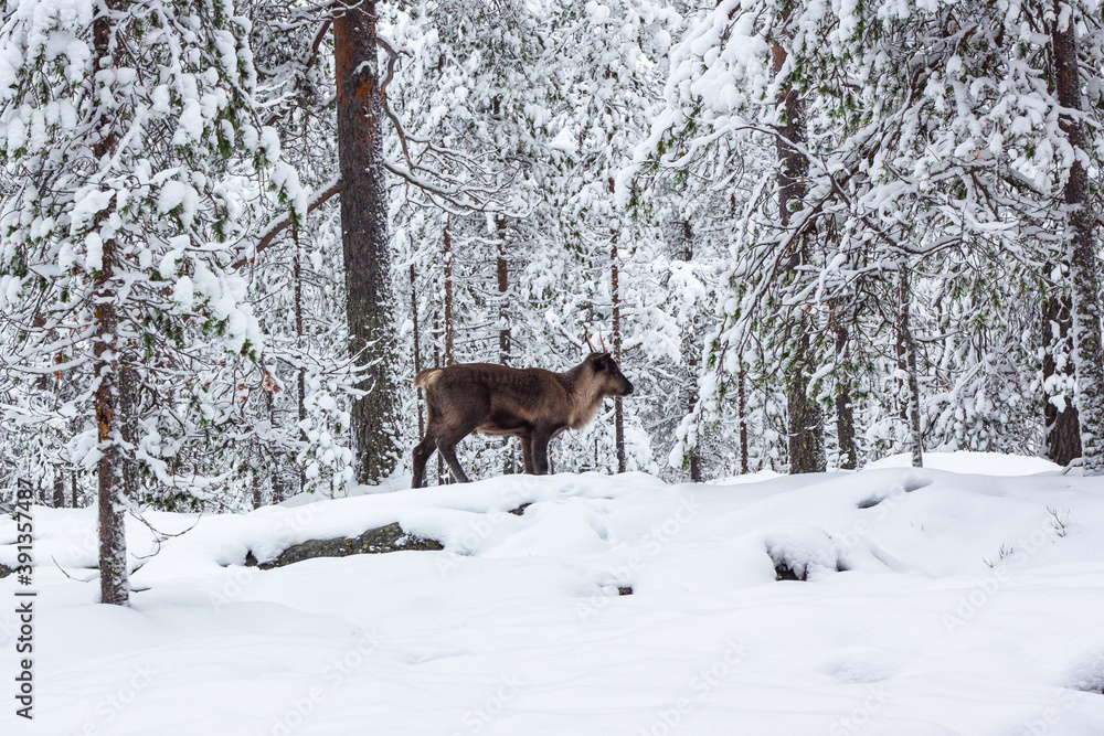 The deer in the snow of winter forest. The deer in the snow of winter forest.