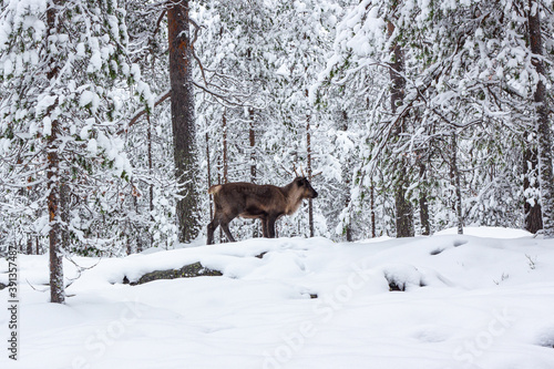 The deer in the snow of winter forest.