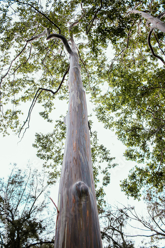 Exotic tree on forest outdoor nature photo