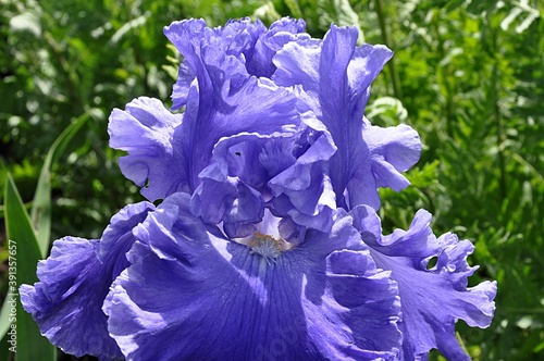 blue aromatic flower