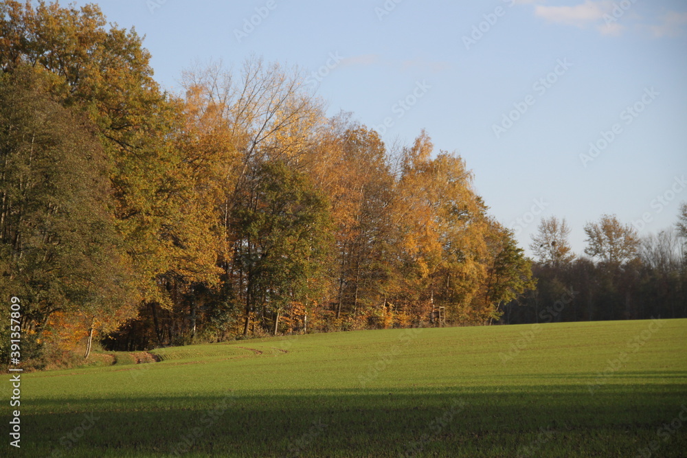 Champs jeunes pousses semis vert novembre
Champs jeunes pousses semis vert novembre