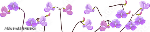 Purple bean flowers isolated on white background