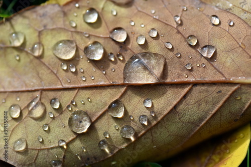 Nahaufnahme von Regentropfen auf Herbstlaub 