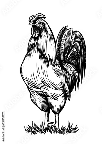 chicken breeding. animal husbandry. livestock. vector sketch on a white