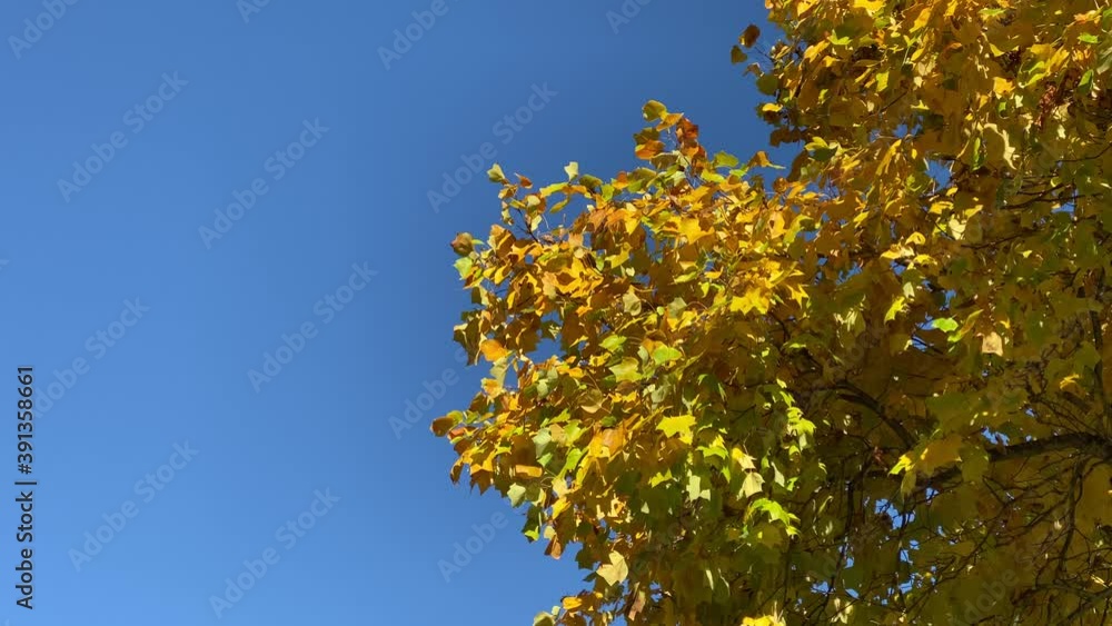 Autumn yellow leaves on maple tree of blue sky background. Still camera view. 4K. Autumn yellow leaves on maple tree of blue sky background. Still camera view. 4K.
