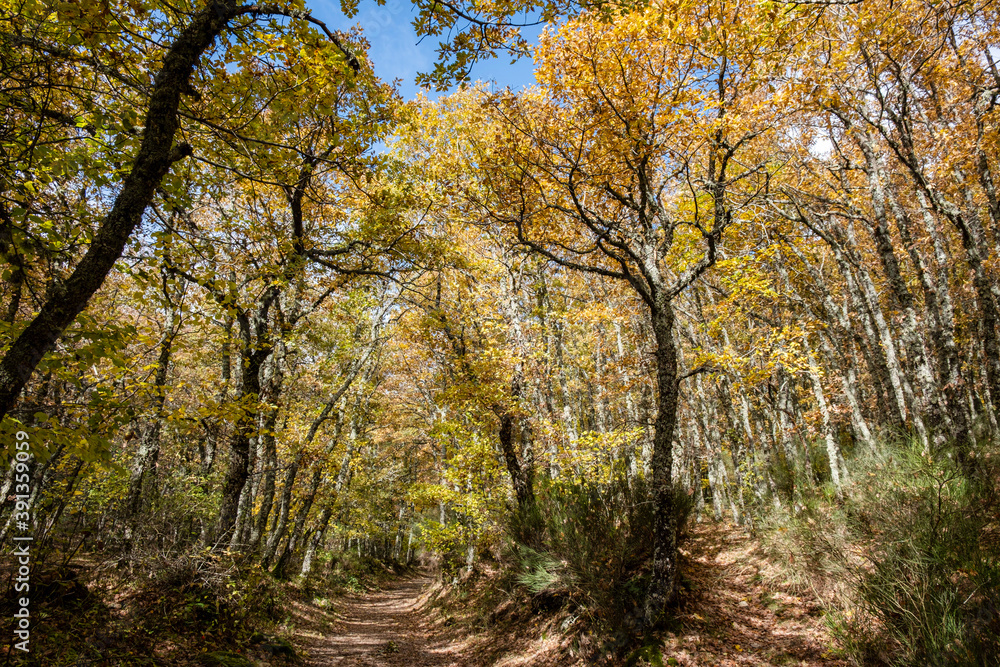 Tejeda de Tosande. Fuentes Carrionas Natural Park, Fuente Cobre- Palentina Mountain. Palencia,  Spain