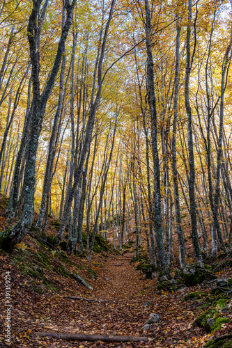 Tejeda de Tosande. Fuentes Carrionas Natural Park  Fuente Cobre- Palentina Mountain. Palencia   Spain