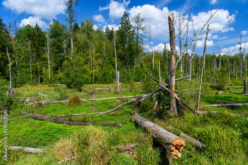Obraz na płótnie destroyed trees in the forest w salonie