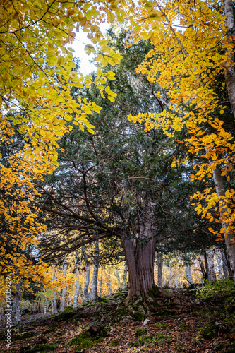 Centennial yews, Tejeda de Tosande. Fuentes Carrionas Natural Park, Fuente Cobre- Palentina Mountain. Palencia, Spain