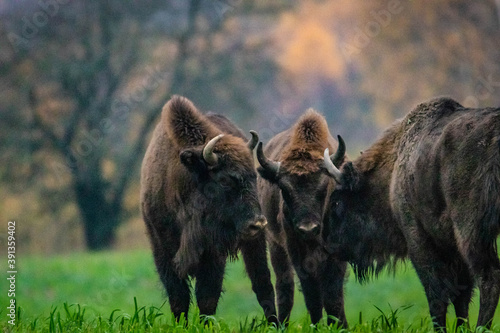 Fotótapéta impressive giant wild bison grazing peacefully in the autumn scenery