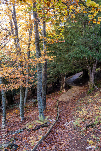 Centennial yews, Tejeda de Tosande. Fuentes Carrionas Natural Park, Fuente Cobre- Palentina Mountain. Palencia,  Spain photo