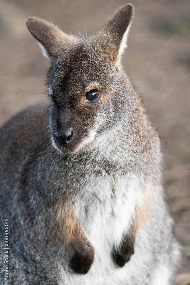 A Close Up Of A Wallaby Front On A Close Up Of A Wallaby Front On