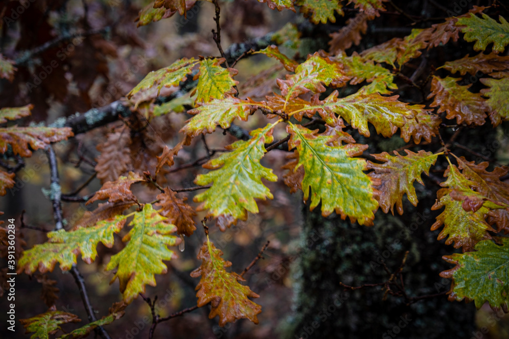Oak leaves, Pardomino Forest, Picos de Europa Regional Park, Boñar, Castilla-Leon, Spain Oak leaves, Pardomino Forest, Picos de Europa Regional Park, Boñar, Castilla-Leon, Spain