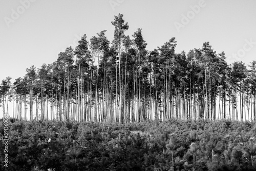 Fototapeta Naklejka Na Ścianę i Meble -  dwa lasy