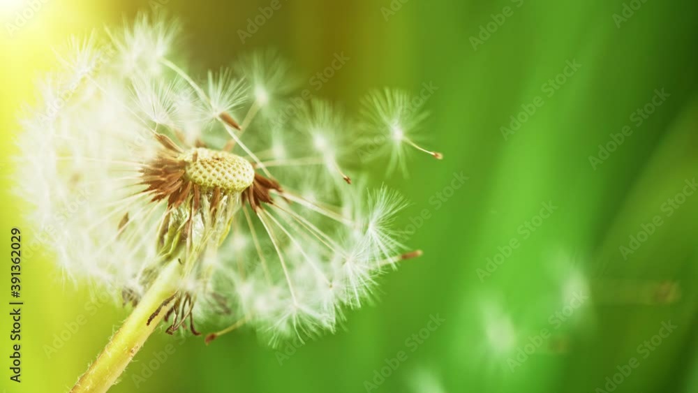 Macro Shot of Dandelion being blown in super slow motion. Filmed on high speed cinematic camera at 1000 fps. Macro Shot of Dandelion being blown in super slow motion. Filmed on high speed cinematic camera at 1000 fps.