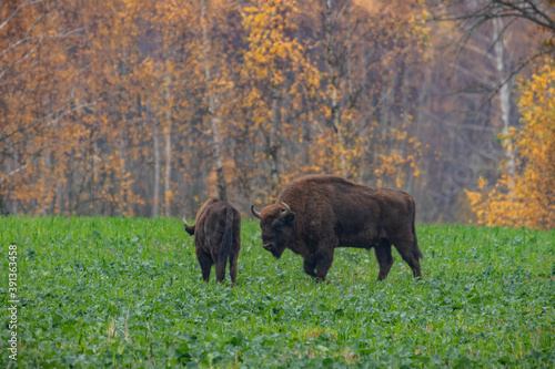  impressive giant wild bison grazing peacefully in the autumn scenery