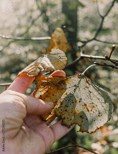 Mano sujetando unas hojas secas pendiendo de la rama de un árbol durante una mañana soleada de otoño photo