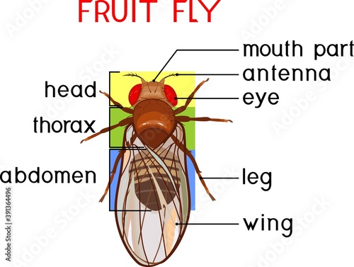 Scheme of structure of fruit fly (Drosophila melanogaster). Educational material
