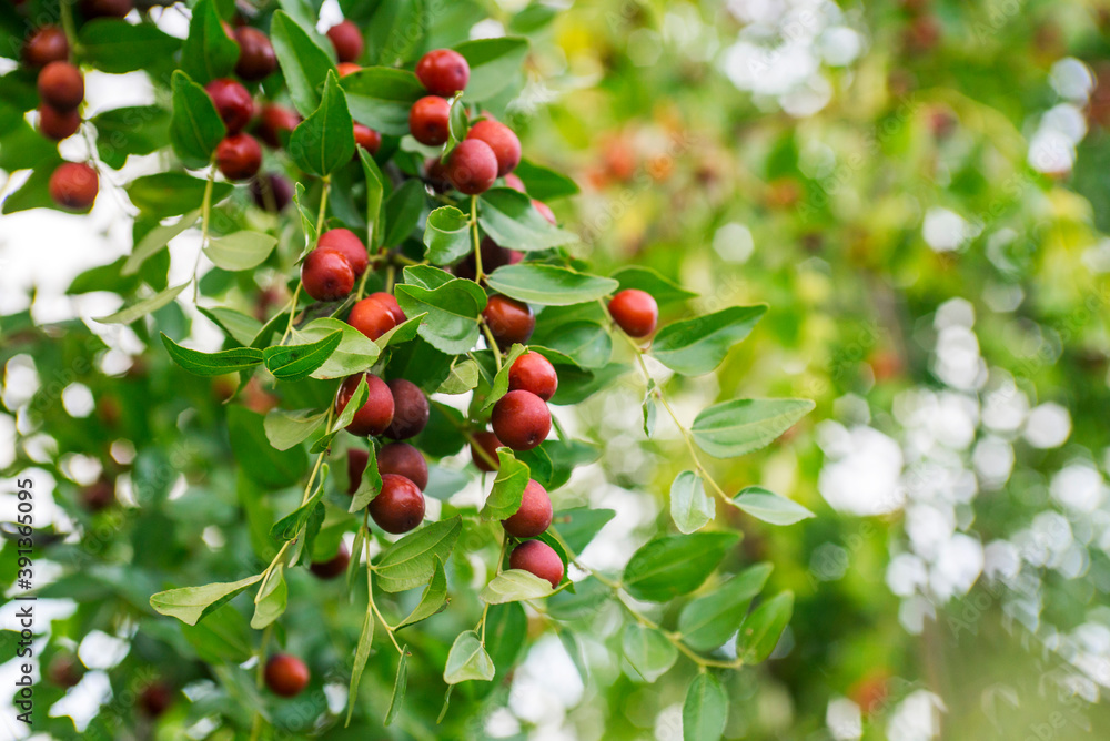 Ripe unabi on a tree branch in the garden. Close-up of tree branches with fruits Zizyphus