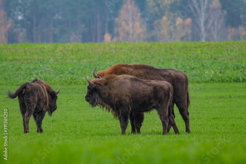  impressive giant wild bison grazing peacefully in the autumn scenery