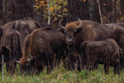  impressive giant wild bison grazing peacefully in the autumn scenery