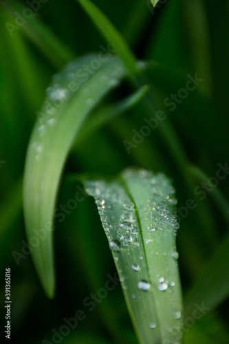 leaf with water drops, dew after rain