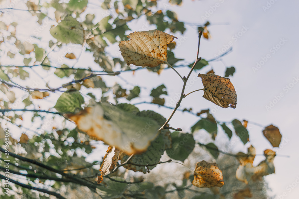 Fototapeta premium Hojas secas pendiendo de la rama de un árbol durante una mañana soleada de otoño