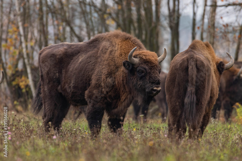  impressive giant wild bison grazing peacefully in the autumn scenery © Magdalena