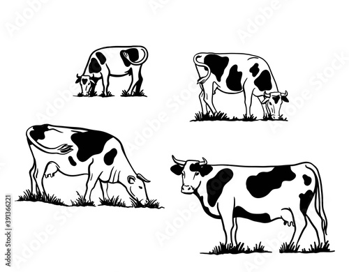 Breeding cattle. silhouette of a grazing cow. vector illustration isolated on white background