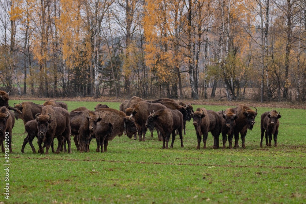 impressive giant wild bison grazing peacefully in the autumn scenery
impressive giant wild bison grazing peacefully in the autumn scenery