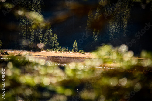 Baum. Wald