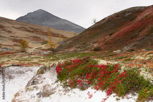 Arctous alpina, Alpine bearberry, Rondane, Norway. photo