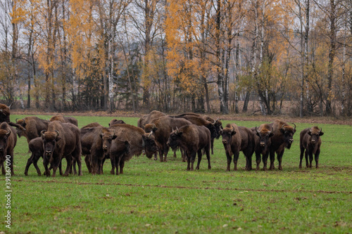 impressive giant wild bison grazing peacefully in the autumn scenery © Magdalena